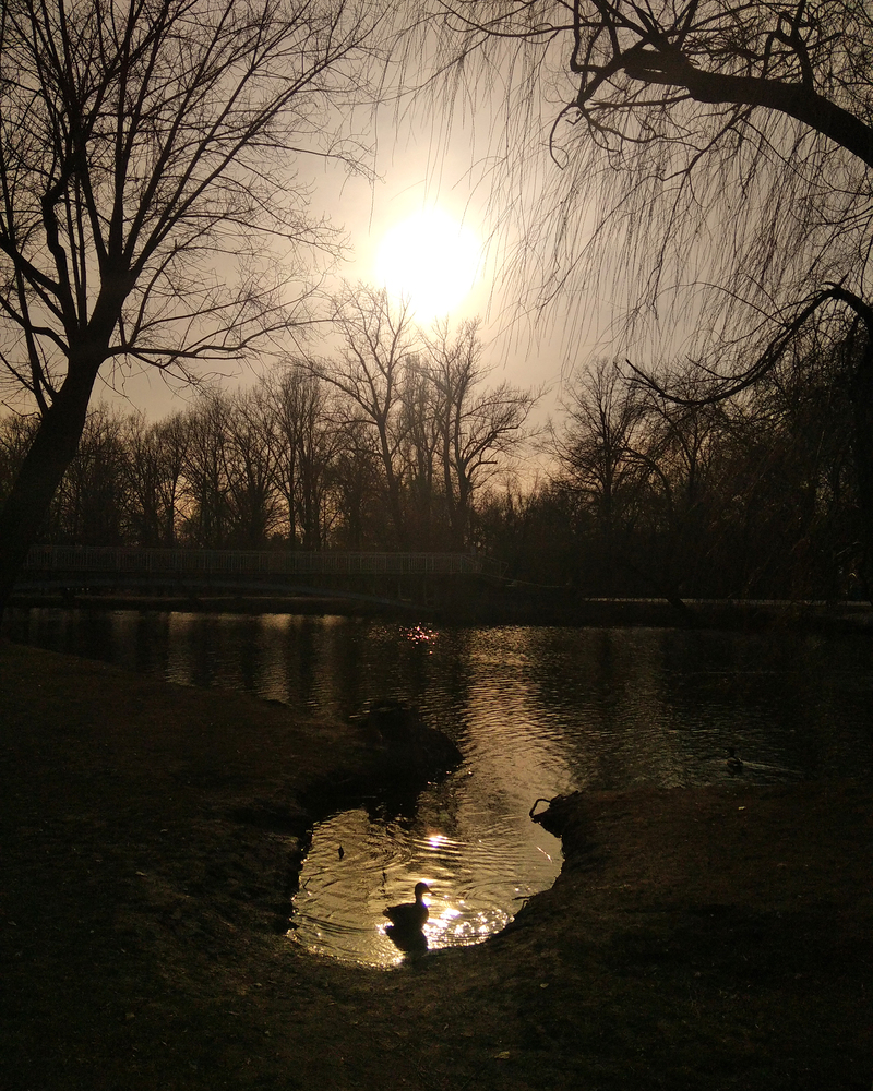 Duck at the pond / Качка у ставку