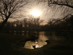 Duck at the pond / Качка у ставку