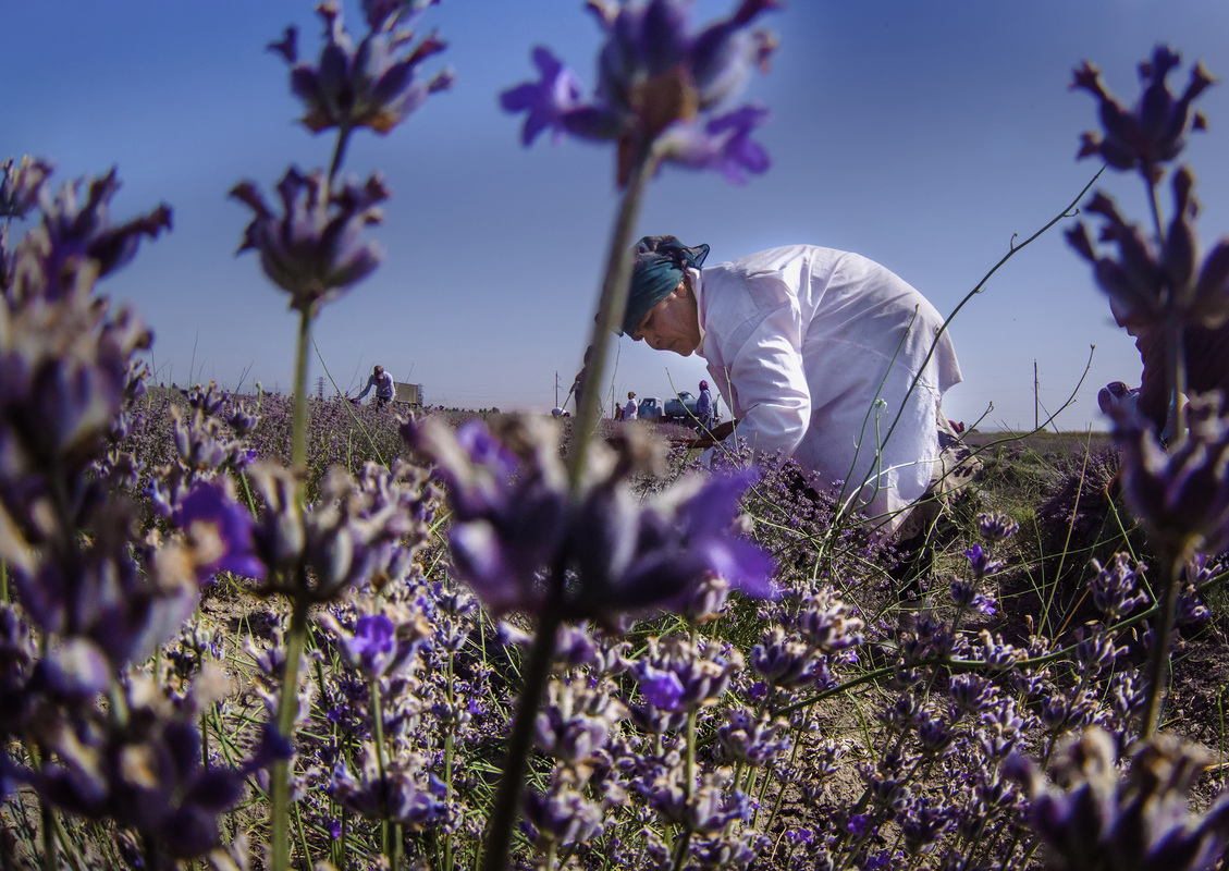 Lavender Harvesting 1