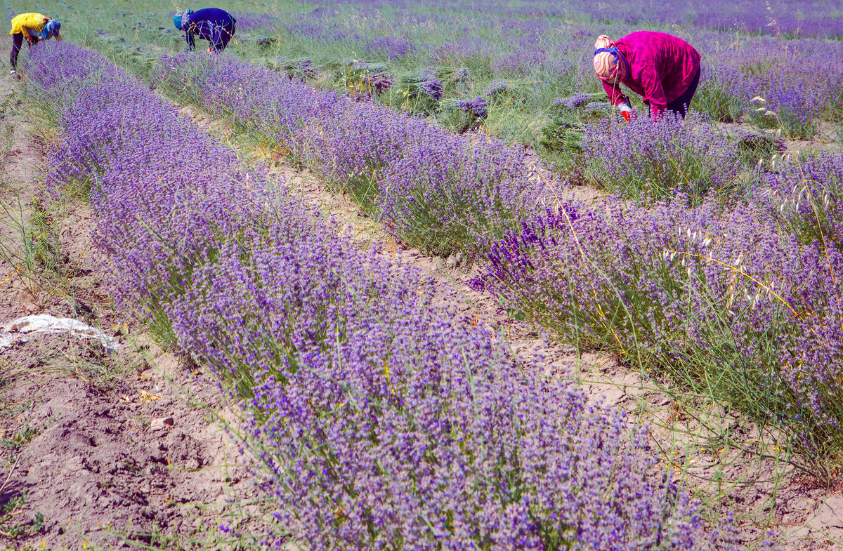 Lavender Harvesting 2