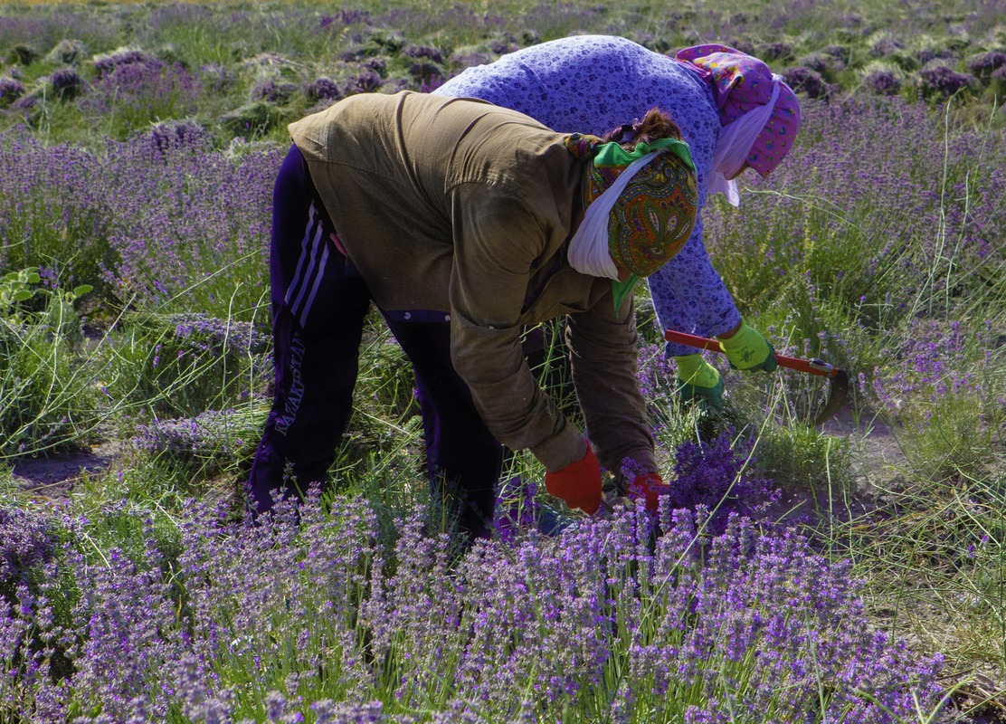 Lavender Harvesting 3