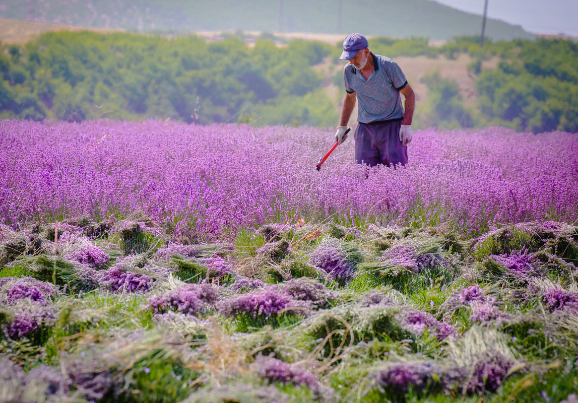 Lavender Harvesting 4