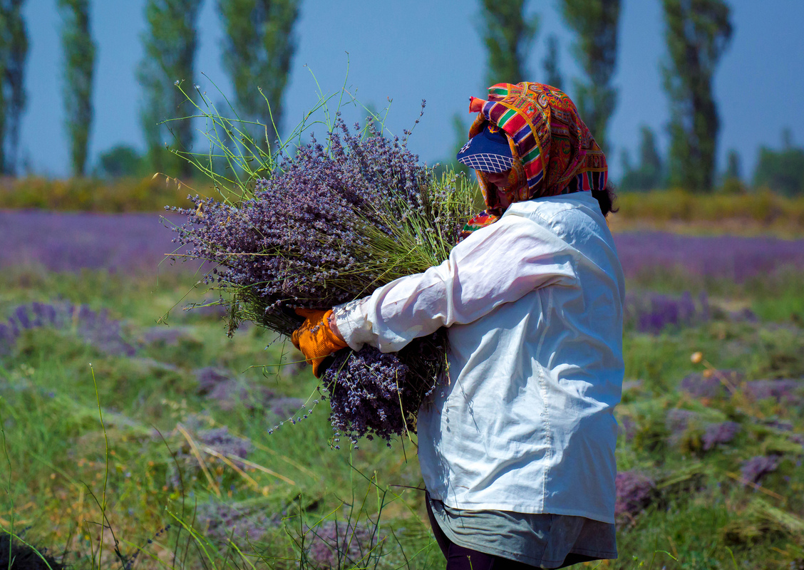 Lavender Harvesting 5