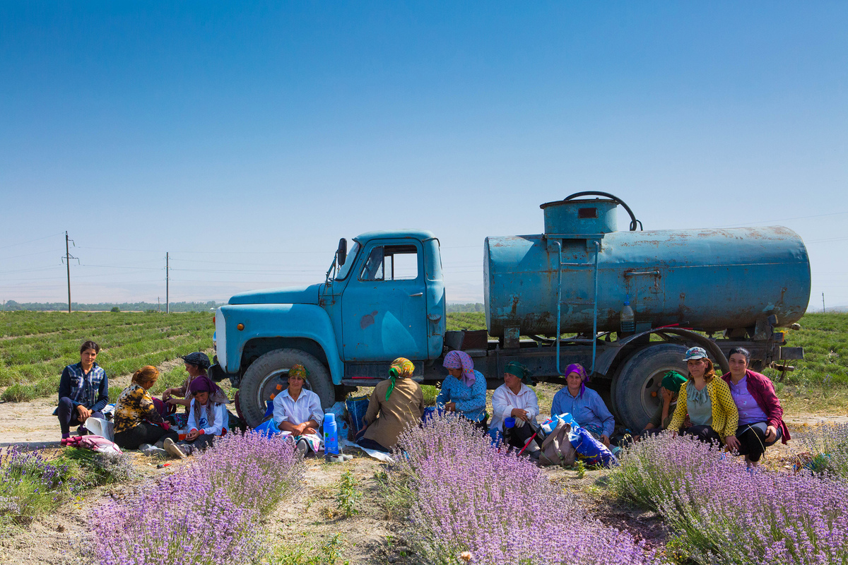 Lavender Harvesting 8