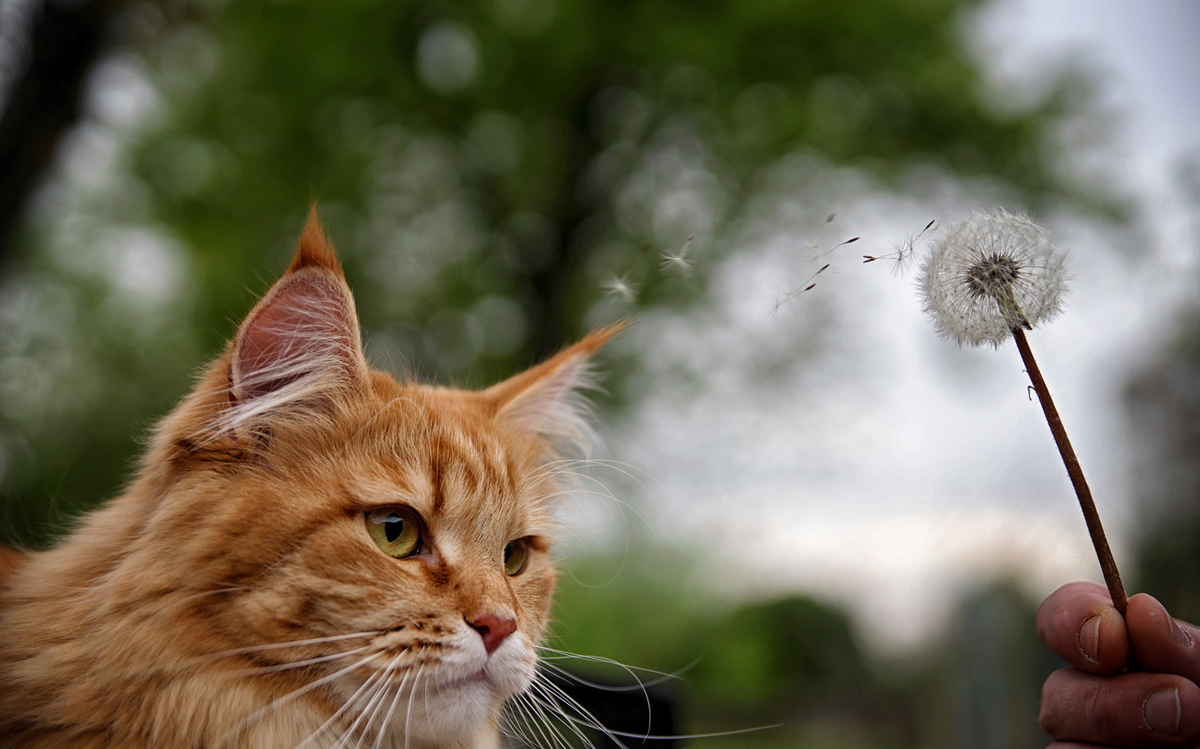 Аліса і кульбабка.