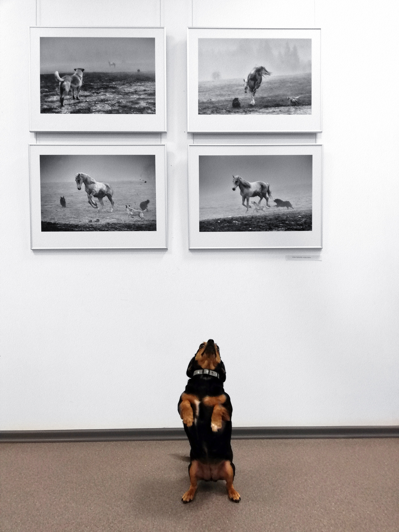 Настрій з виставки