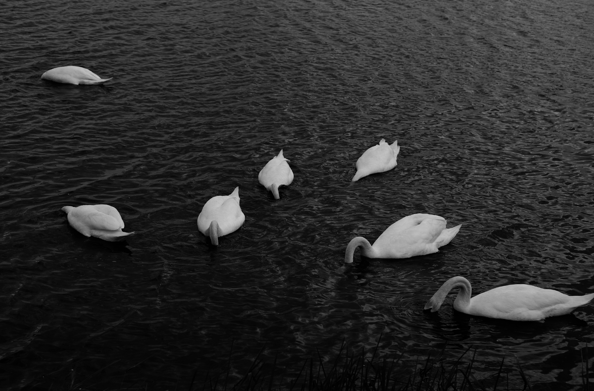 Лебеді. Травень 2022р. 