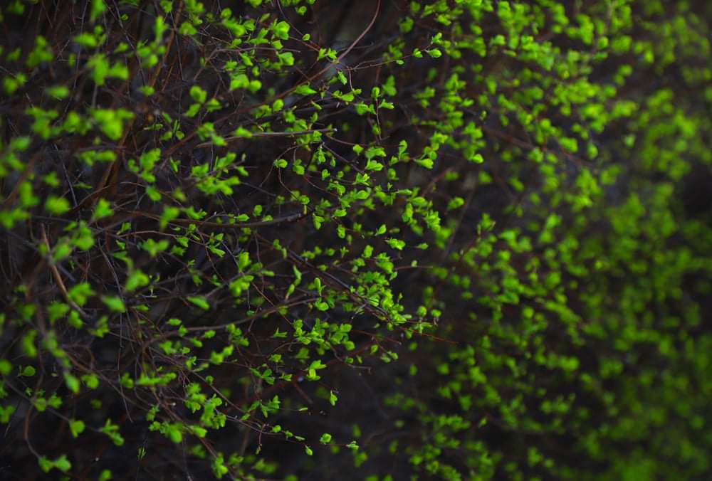 Весна у Стрийському парку-2