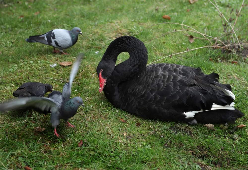 Весна у Стрийському парку-3