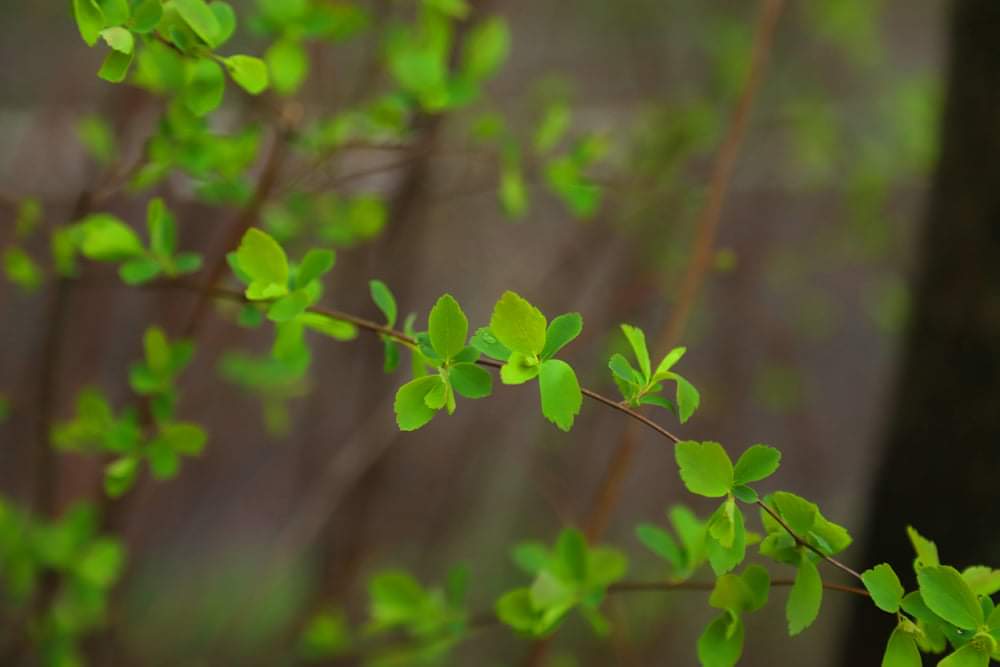 Весна у Стрийському парку-5