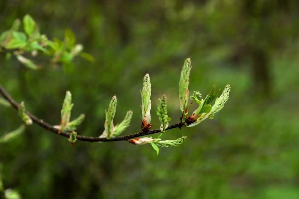 Весна у Стрийському парку-6