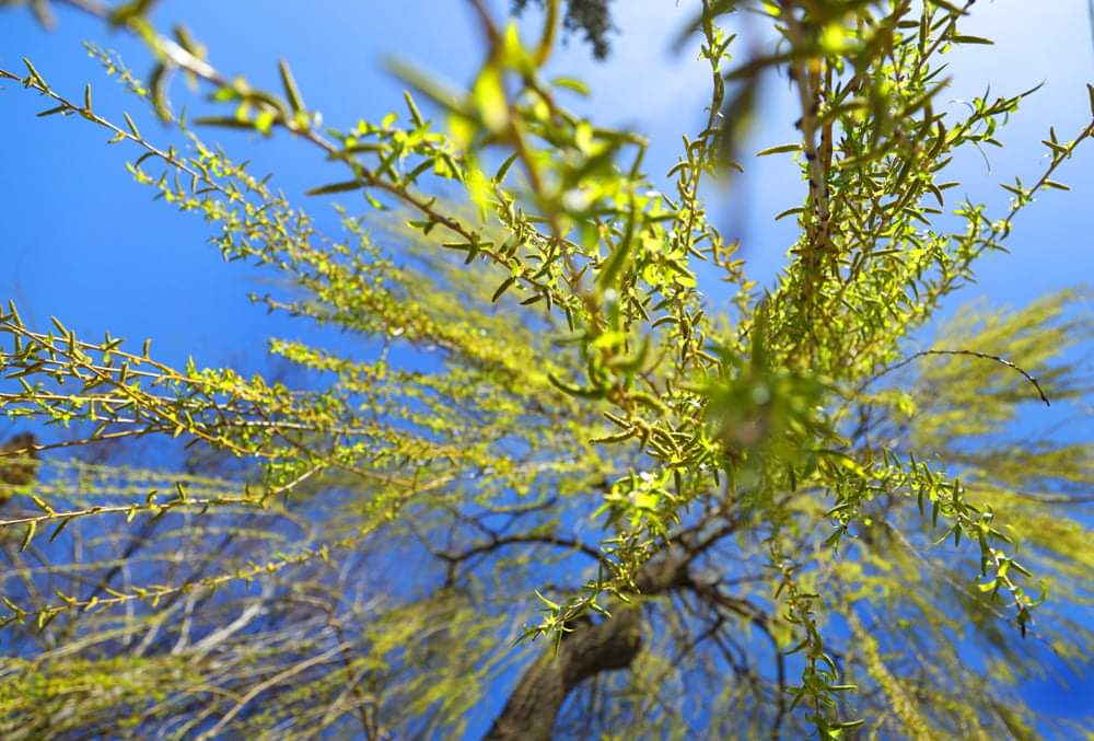 Весна у Стрийському парку-7