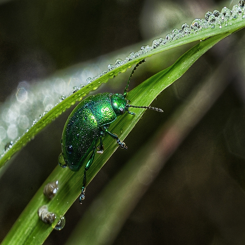 greeninsect
