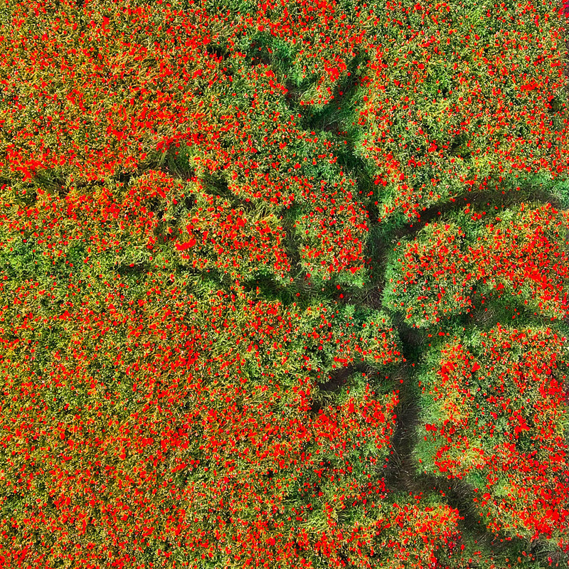 The art of poppy field