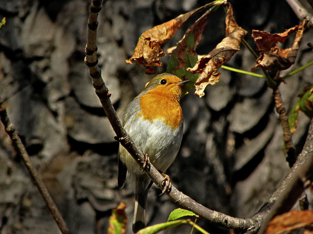 Пташечка мила