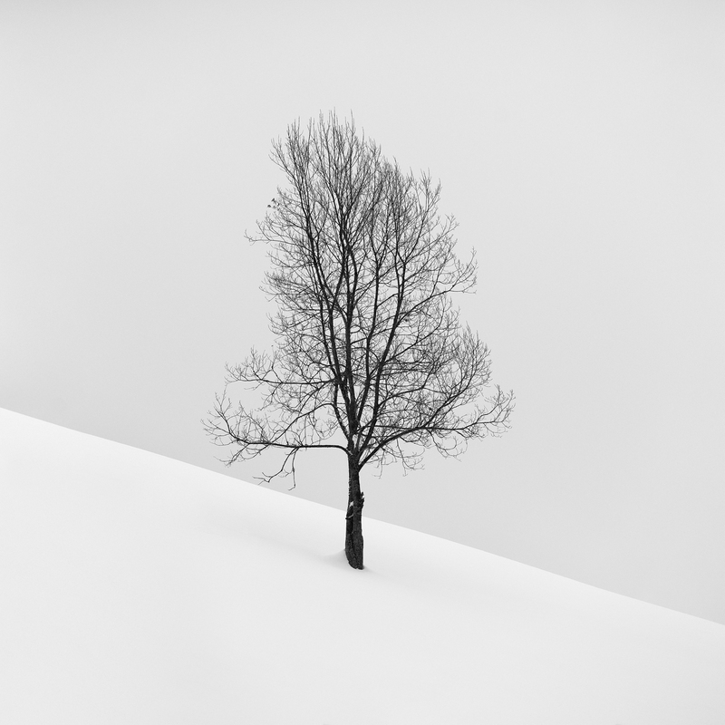 Зорян Ліщинський / Lonely tree