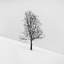 Lonely tree
