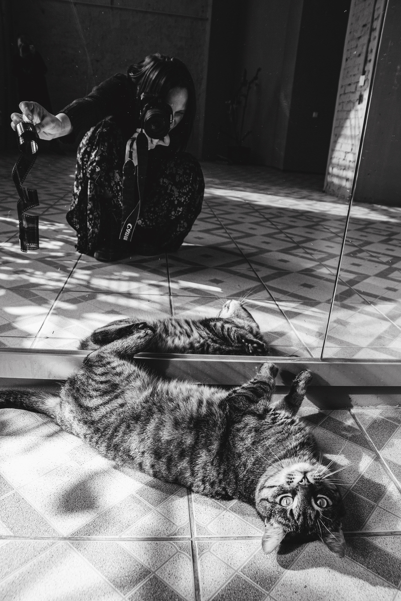 Такі вони котячі почуття