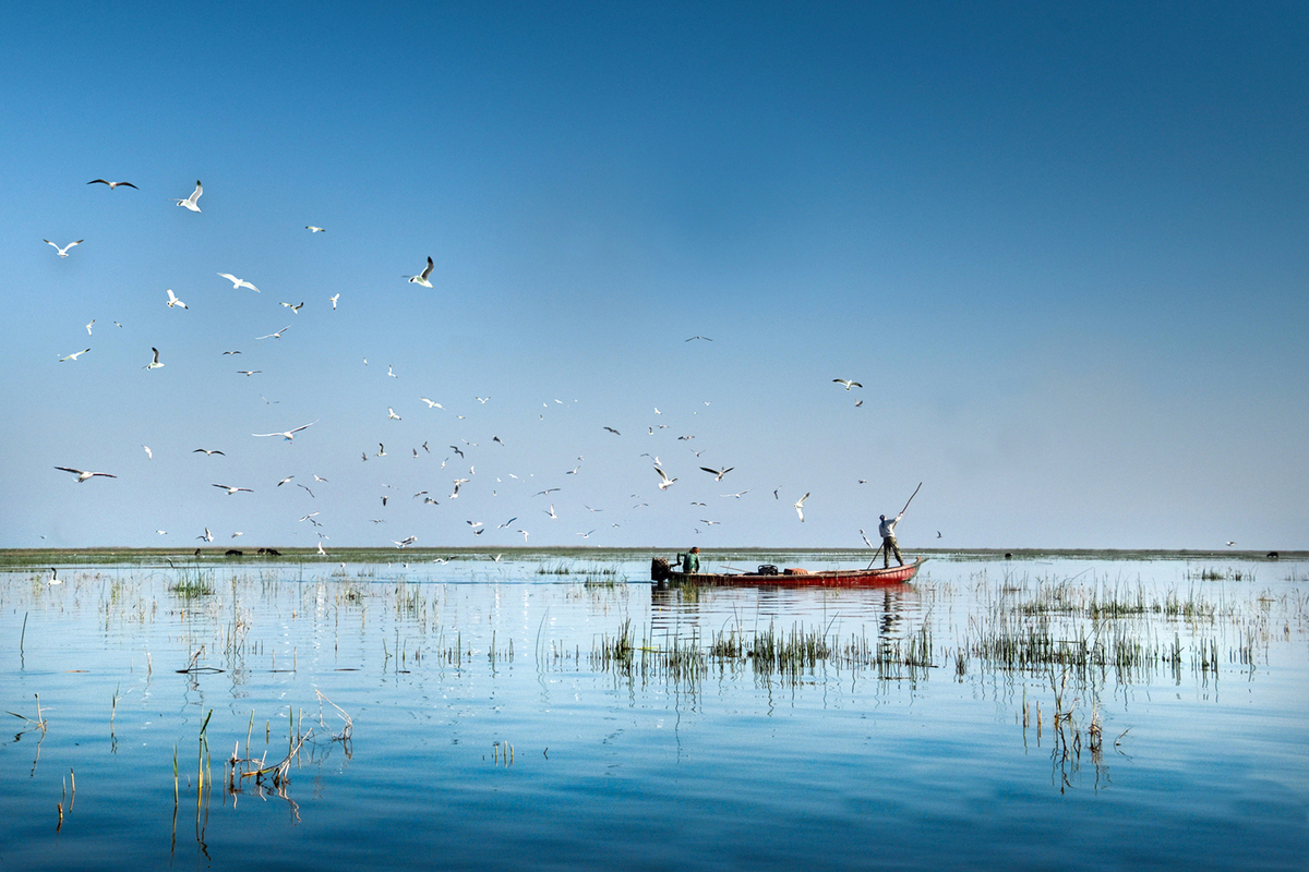 The marshes of Iraq