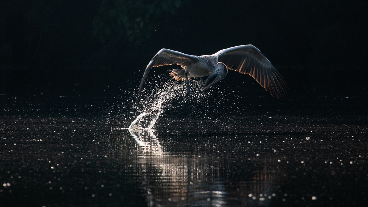 pelican splashing water