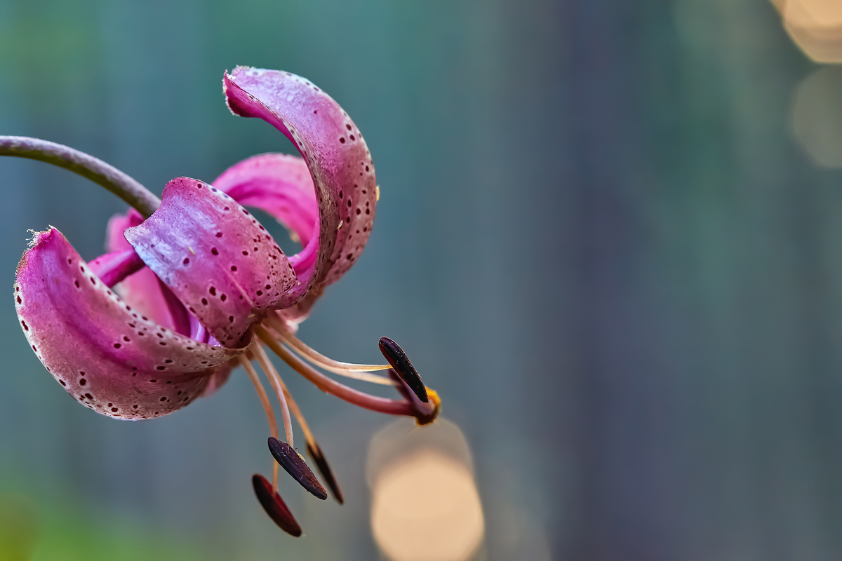 Under the forest canopy