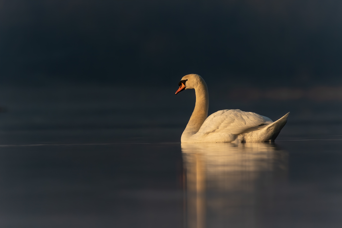 Swan on the lake