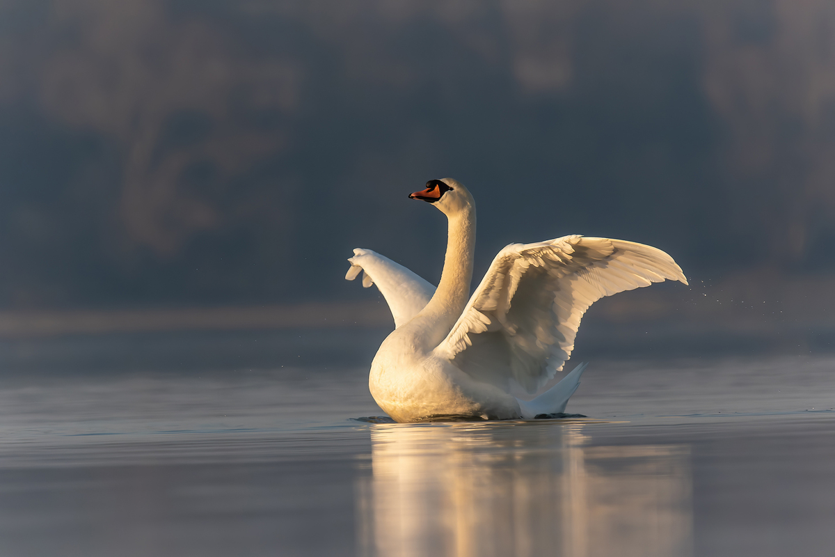 Swan on the lake