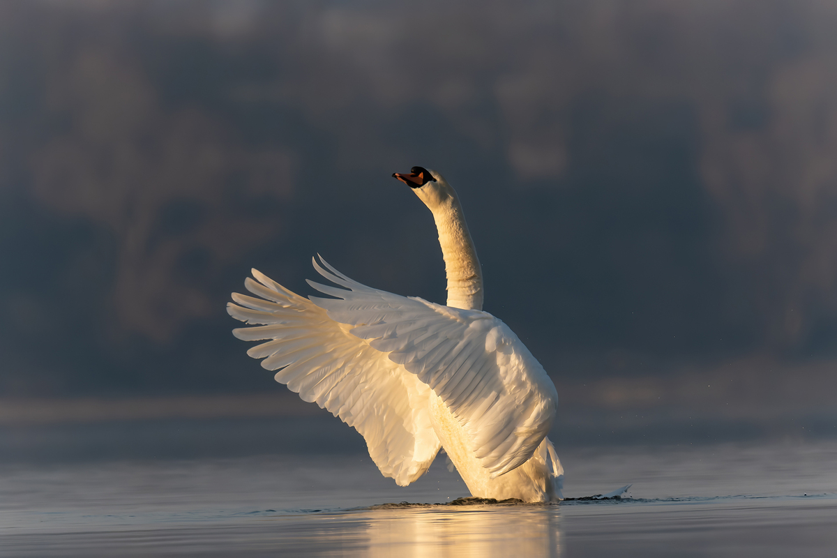 Swan on the lake