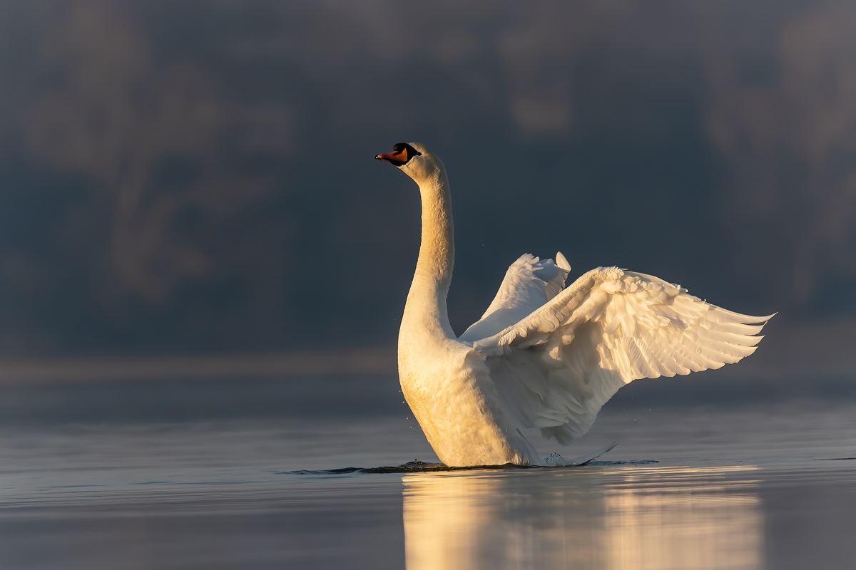 Swan on the lake