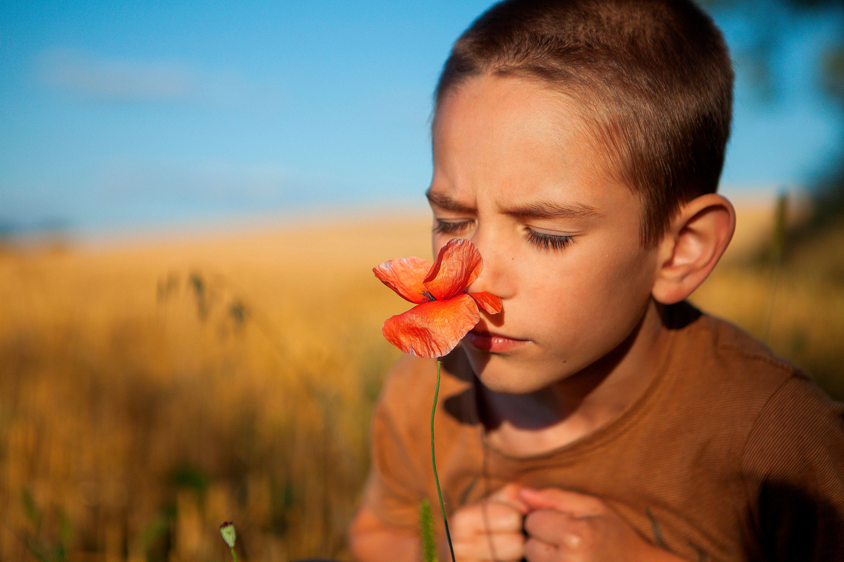 Wheat field in Ukraine