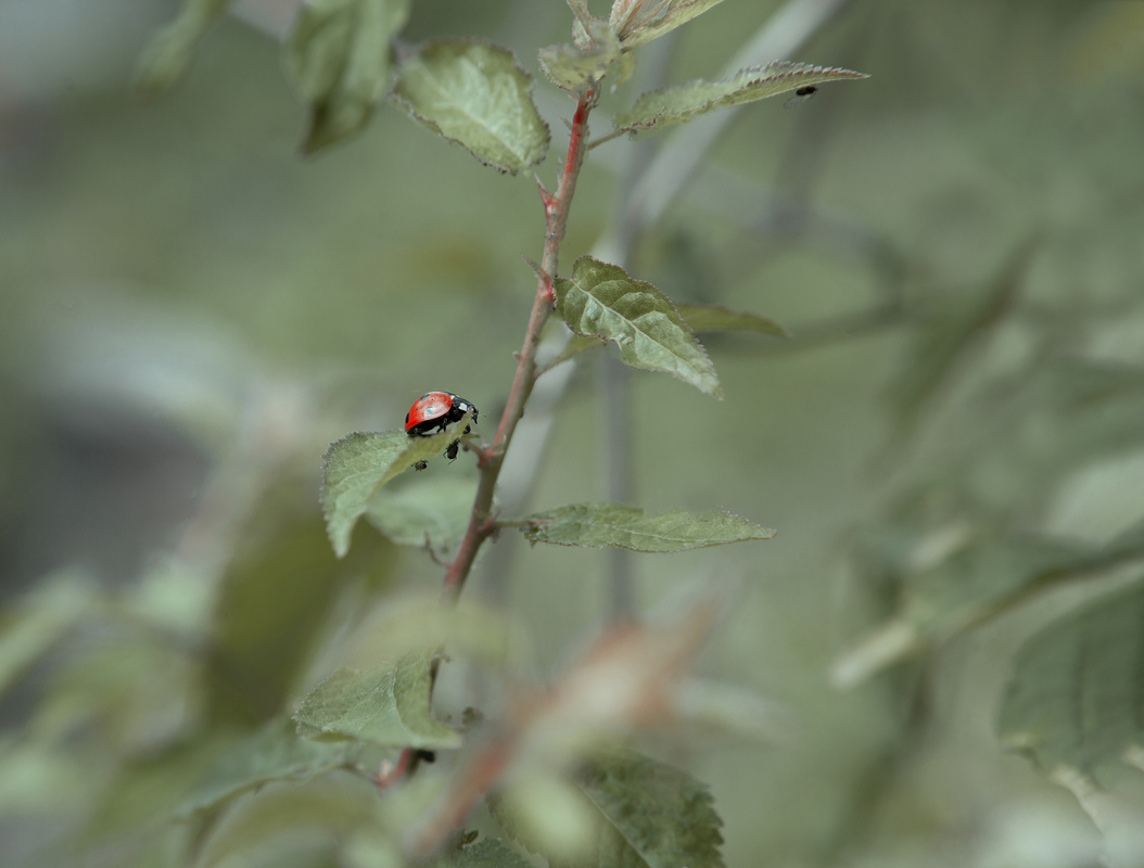 Ladybug