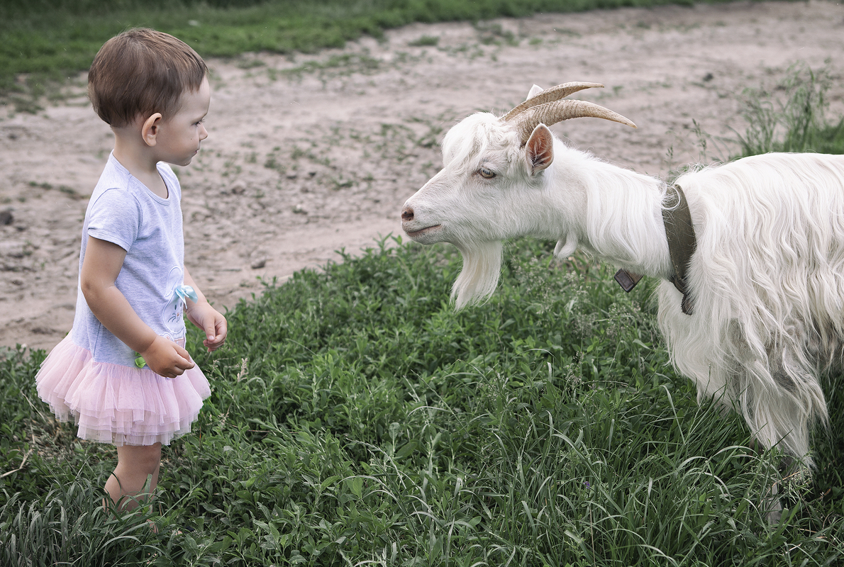Acquaintance with a goat