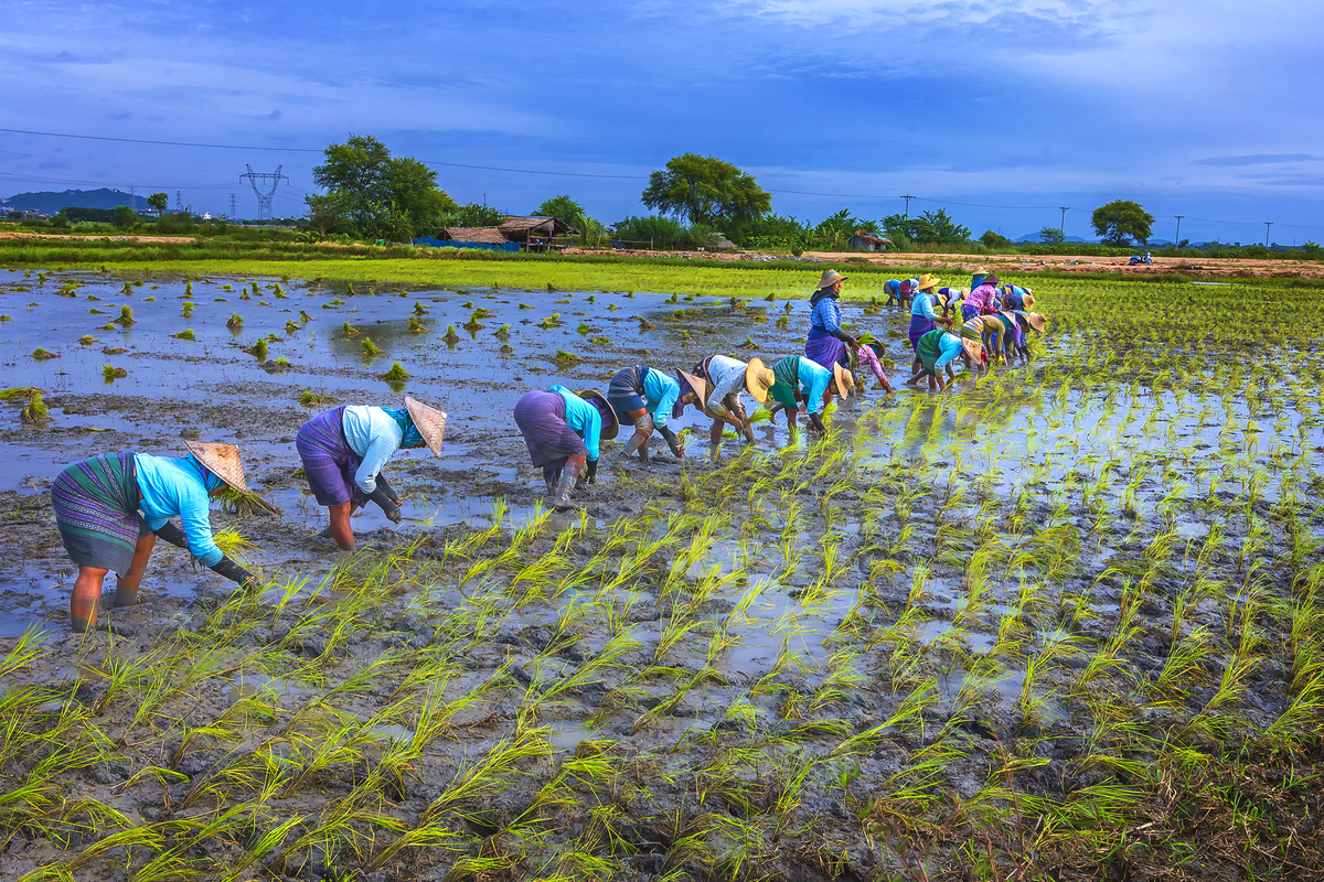 Farmers in the field