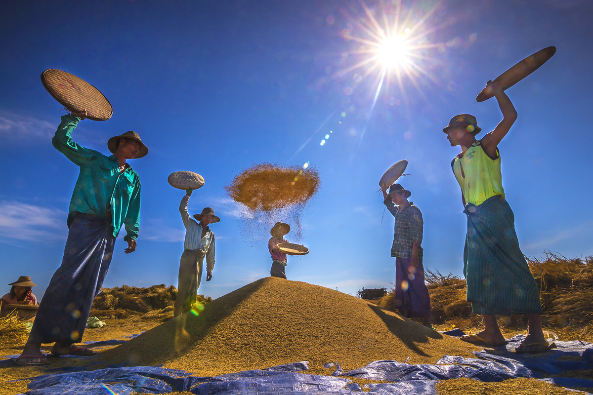 Threshing in shinning day