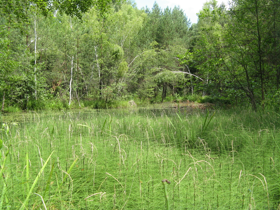 Тут живуть мавки