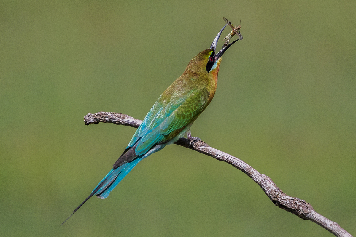 bee eater 5