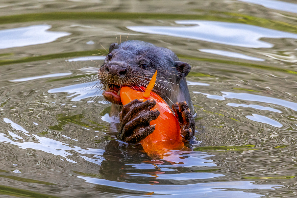 otter 3