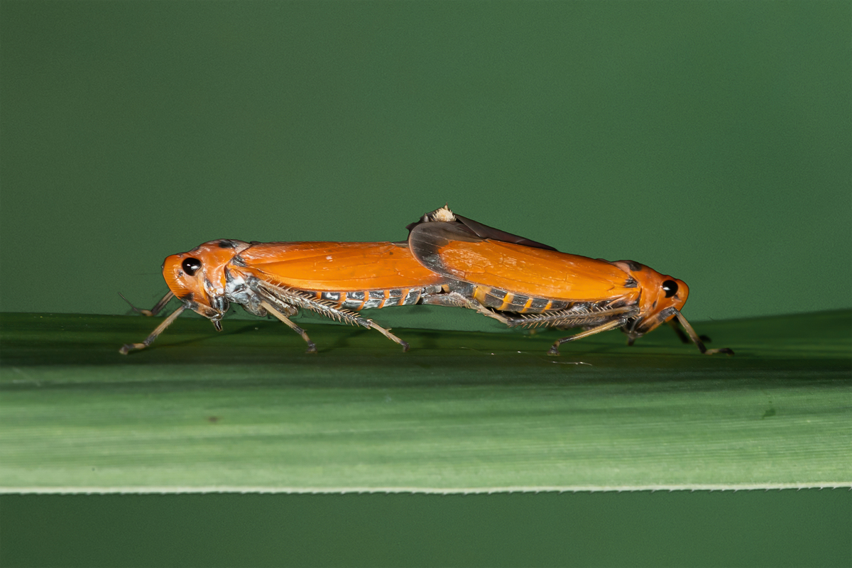 mating 1