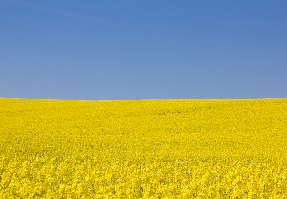 Мій рідний край