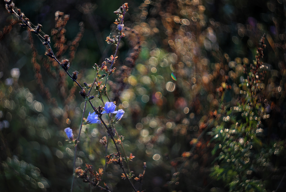 Роса на сонці