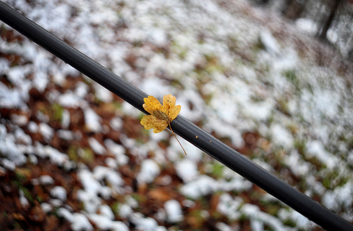 Останній жовтий лист