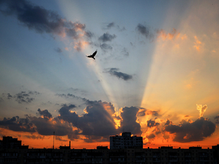 В промені світла