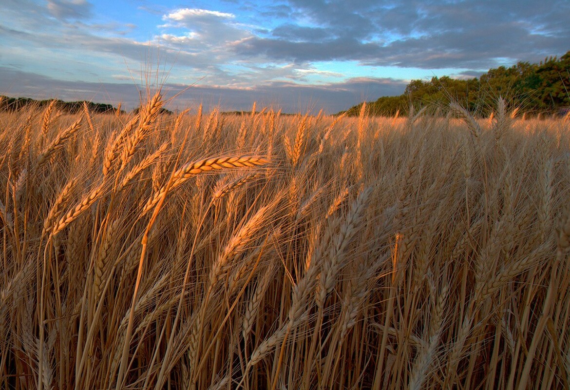 Хлібне золото