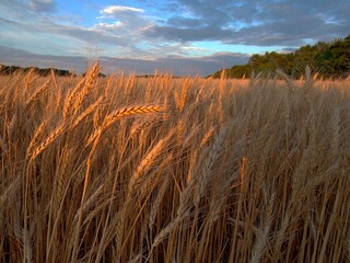 Хлібне золото