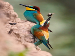 Бджолоїдки