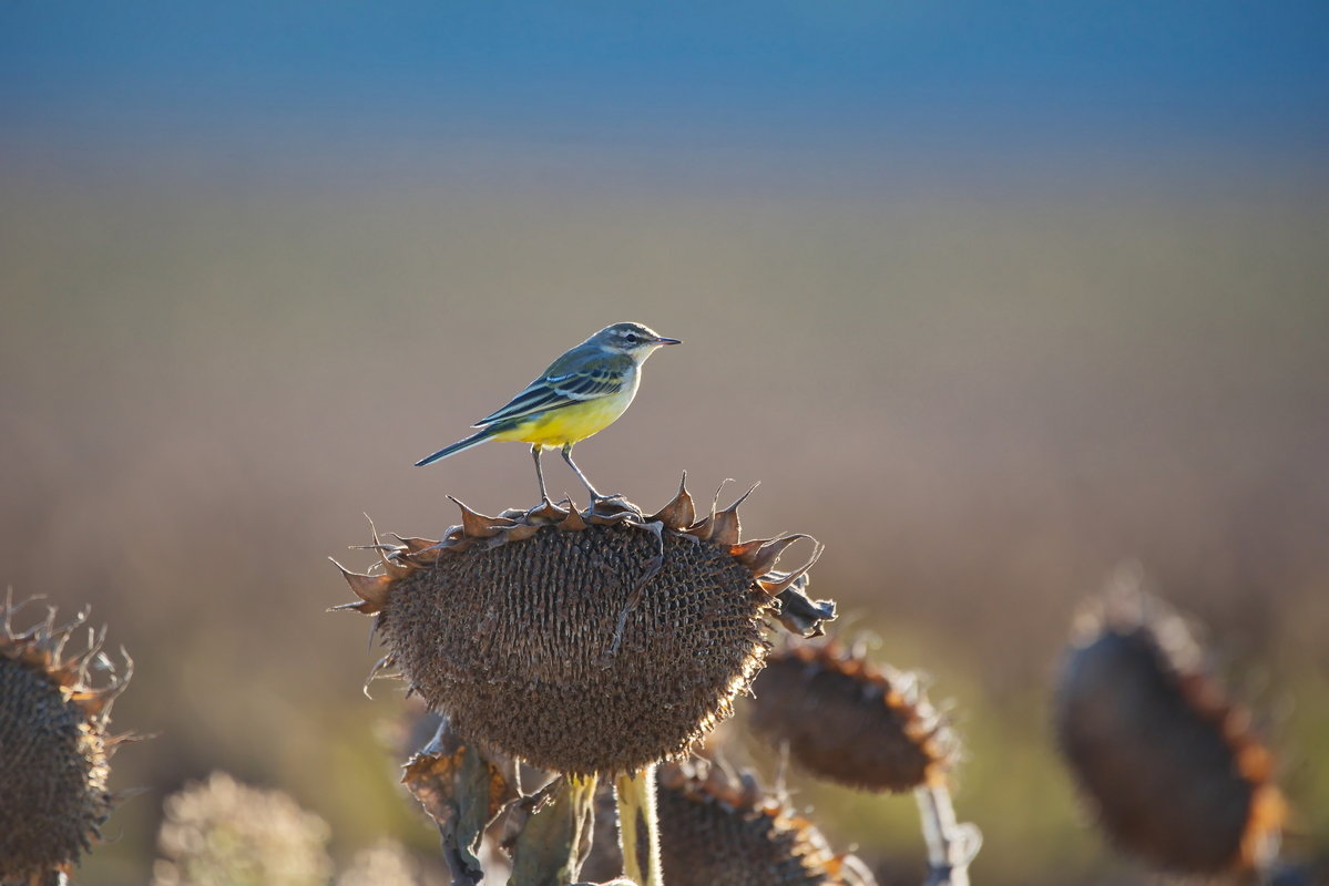 Плиска жовта