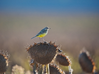 Плиска жовта
