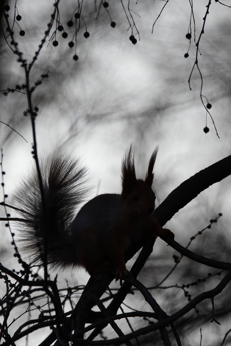 Витинанка. Білка