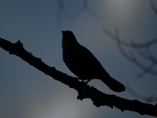 Витинанка. Сойка