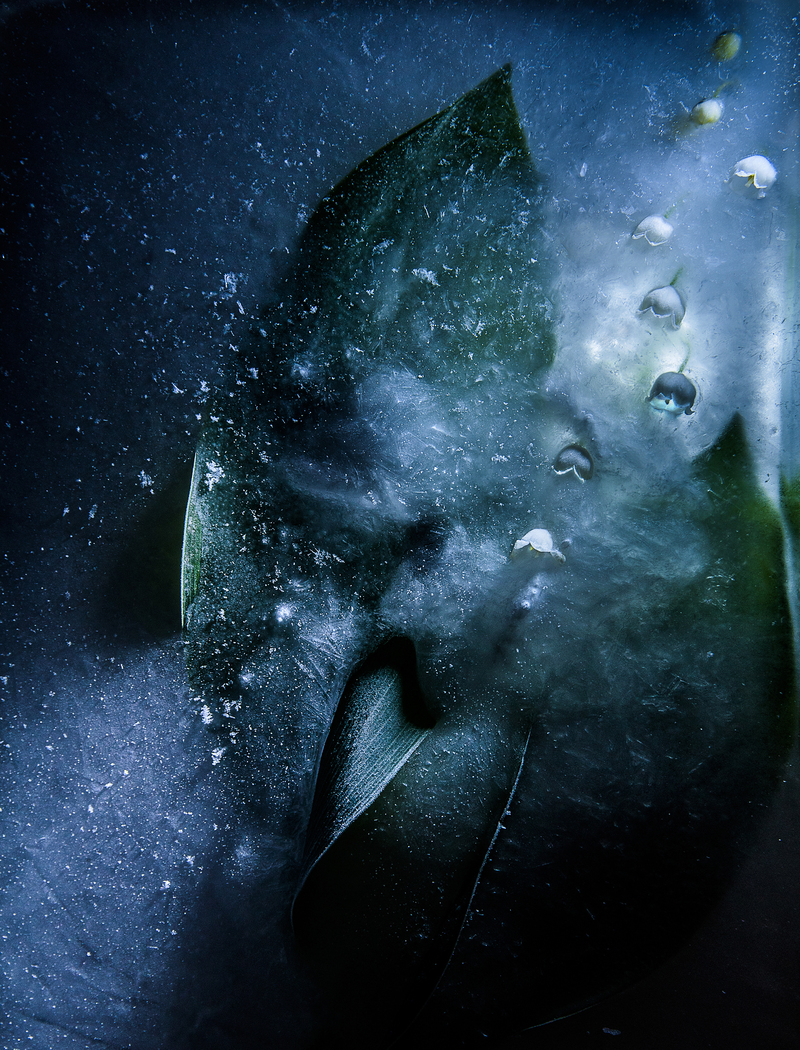 Silver lily of the valley